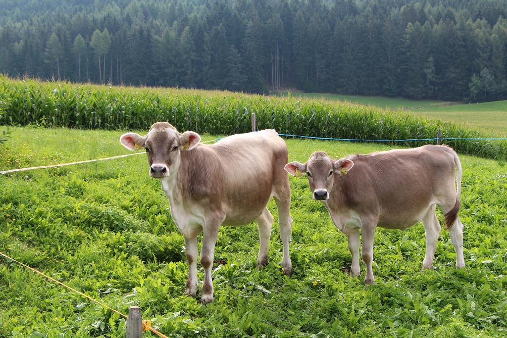 Spisserhof Chiusa Dış mekan fotoğraf